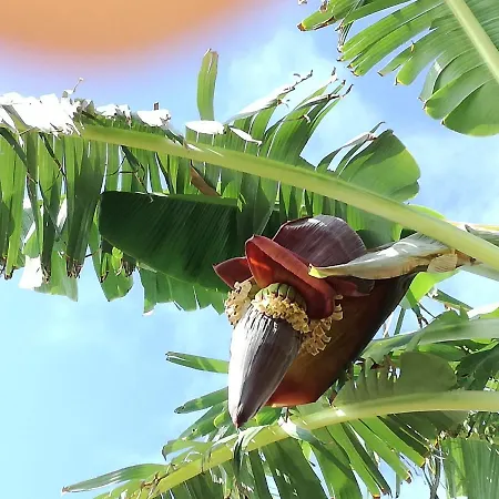 Sea To - Sea Front View * Canico (Madeira)
