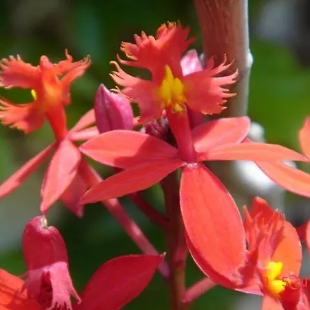 Sea To - Sea Front View Caniço