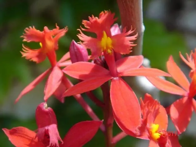 Sea To - Sea Front View Caniço